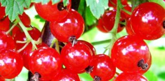 Лучшее время для размножение красной смородины