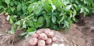 Выращивание картофеля