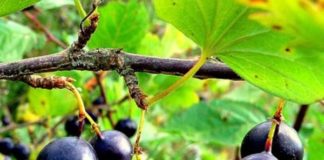 Какое место в саду лучше отвести крыжовнику?