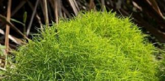 Какие однолетние растения выдерживают стрижку?