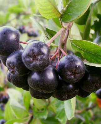 Деление куста черноплодной рябины