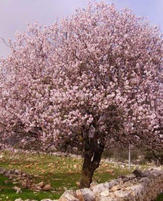 Можно ли в средней полосе выращивать миндаль?