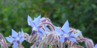 Оказывают ли друг на друга влияние растения, размещенные на одной грядке?