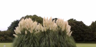 Кортадерия Селло — злак с крупными соцветиями